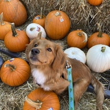 Entry image for Tybee