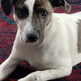 Entry image for Judy Jetson