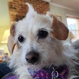 Entry image for Saffy