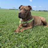 Entry image for Leonardo Nelson