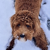 Entry image for Charlie