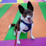 Entry image for Bacon