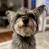 Entry image for Possum