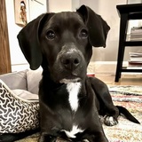 Entry image for Kaya