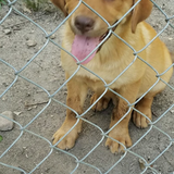 Entry image for Joey