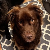 Entry image for Milo