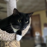 Entry image for Riker