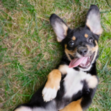 Entry image for Scout