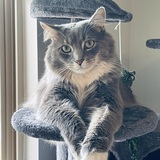 Entry image for Jack Frost 