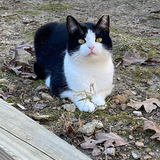 Entry image for Porchie