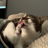 Entry image for Petunia MMA Featherbottom