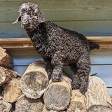 Entry image for Colonel Puckett