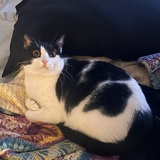 Entry image for Magikarp