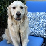 Entry image for Bucky