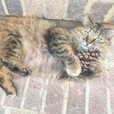 Entry image for Starfire