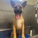 Entry image for Gracie