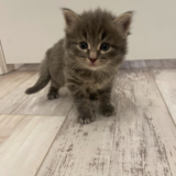 Entry image for Fork