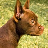 Entry image for Coco