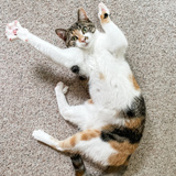 Entry image for Kiri