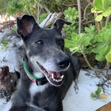 Entry image for Monti