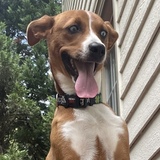 Entry image for Ryder 