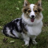 Entry image for Zelda