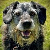 Entry image for Horatio