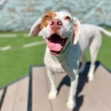 Entry image for Samson