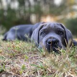 Entry image for Moonbeam