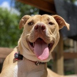 Entry image for Brody