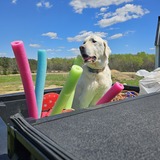 Entry image for Bodhi