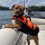 Entry image for Tarantula