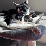 Entry image for Purrdita and Dottie