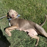 Entry image for Jessie