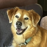 Entry image for Chiffy