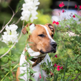 Entry image for Disco