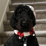 Entry image for Archie