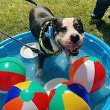 Entry image for Banjo