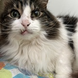 Entry image for Ventuno Snaggletooth Snugglepuff aka Muffy aka Little Man