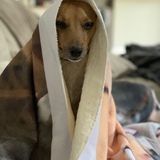 Entry image for Bocelli