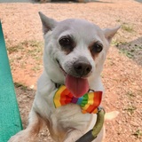 Entry image for Bullet