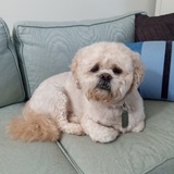 Entry image for Doolie