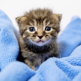 Entry image for Johnny Cash