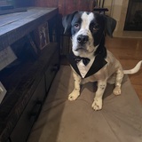 Entry image for Orville 