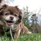 Entry image for Ollie