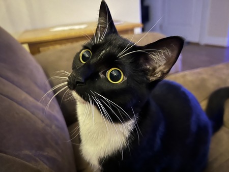 Entry image for CC (Cookies & Cream). Clicking this image will show a larger photo