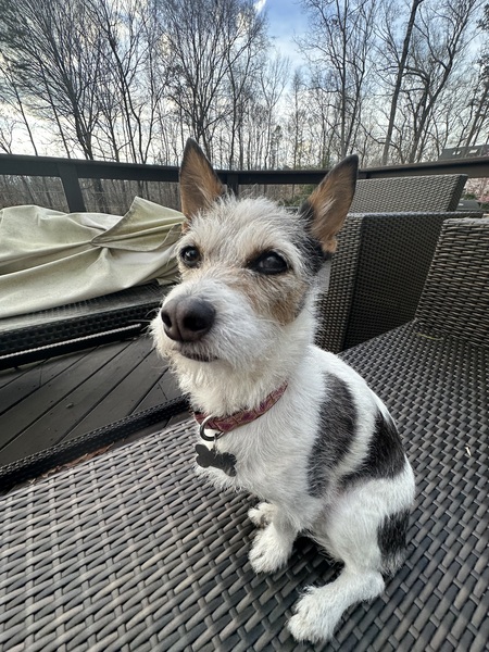 Entry image for Prudy. Clicking this image will show a larger photo