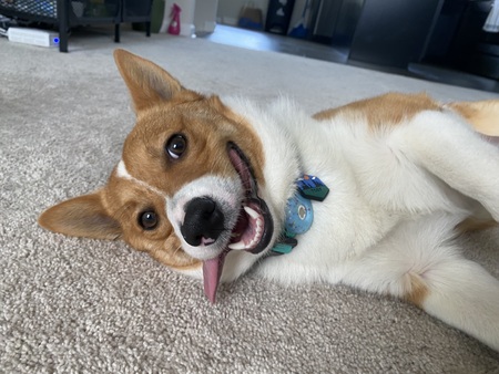 Entry image for Toby. Clicking this image will show a larger photo