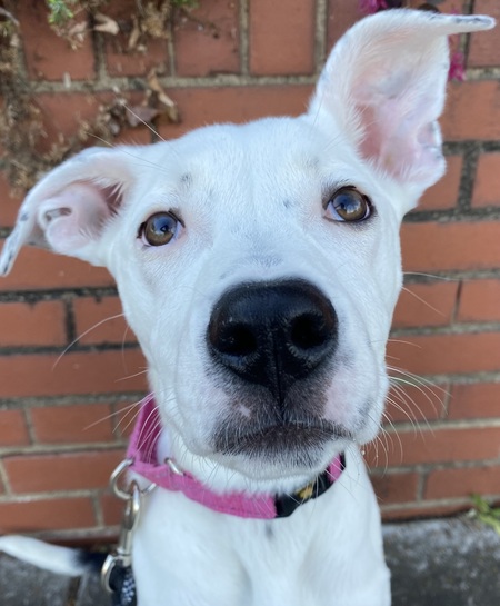 Entry image for Josie. Clicking this image will show a larger photo