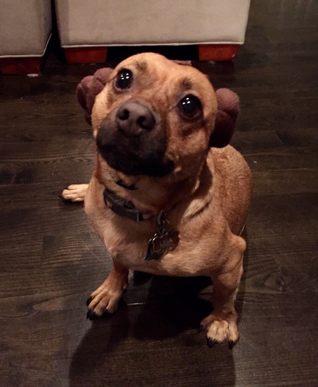 Entry image for Leia. Clicking this image will show a larger photo